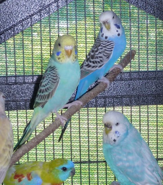 Aug12_Budgies.jpg