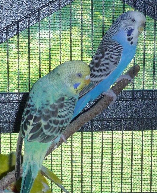 Aug12_Budgies2.jpg