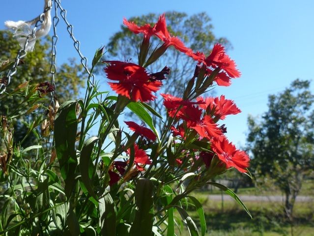 Aug12_Dianthus.jpg