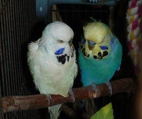 Aug12_NewBudgies5_zps8093303a.jpg