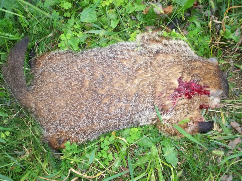 dead groundhog pics