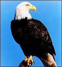 eagle