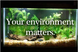 your environment fish tank