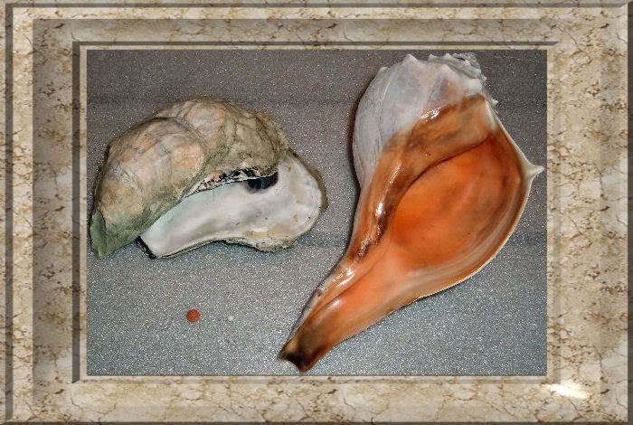 ConchPearlShells1a.jpg