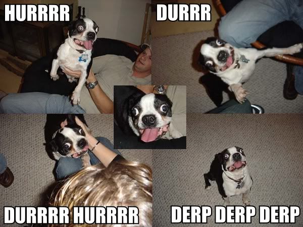 hurrdurrdog.jpg