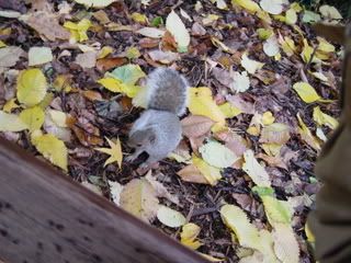 Squirrel By Bench