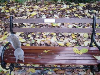 Squirrel On Bench