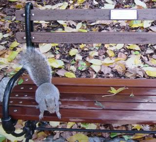 Squirrel On Bench