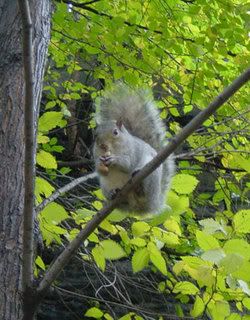 Squirrel Eating Peanut In Tree