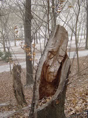 Tree stump that looks like a face