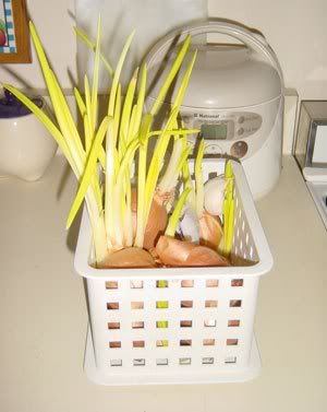 onions growing wild in my refrigerator