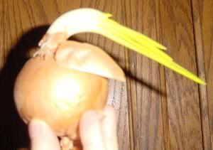 onion that looks like a stork