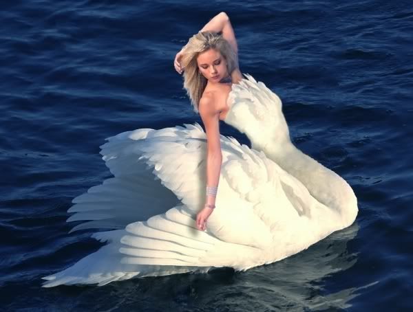 Swanmaiden Pictures, Images and Photos