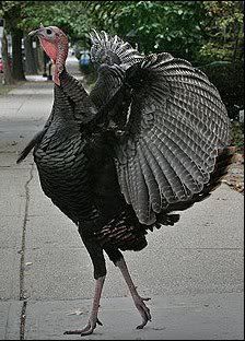 Diva Turkey