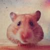 360695_hamster.jpg