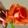 orange rose icon Pictures, Images and Photos