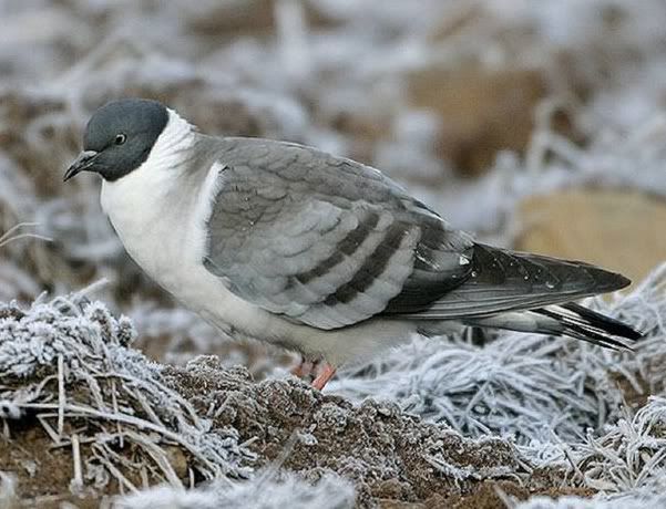 snow pigeon