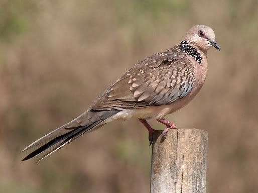 Spotted Dove