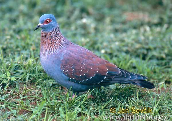 guinea pigeon