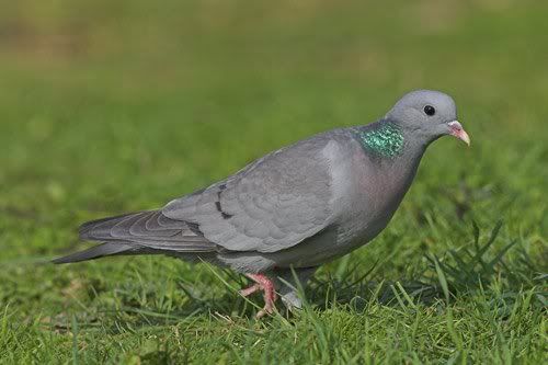 stock pigeon (dove)