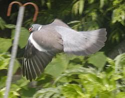 wood pigeon