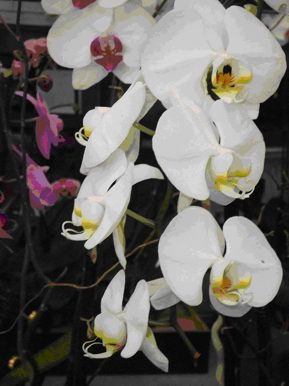 orchid Pictures, Images and Photos