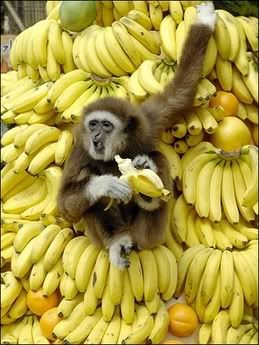 monkeys like bananas !