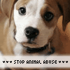 Animal Abuse Icon