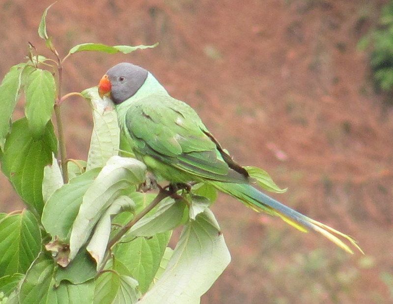 Slaty Headed Parakeet