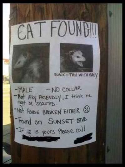 Lost20cat.jpg