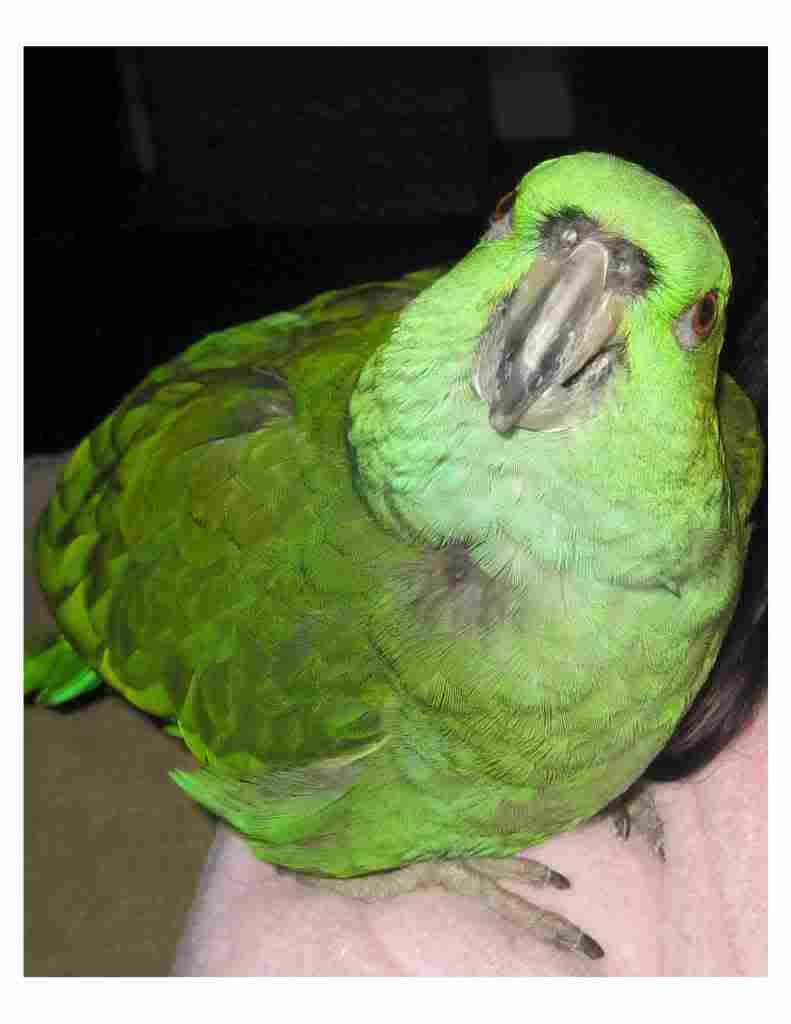 Yellow-naped Amazon Parrot Laura