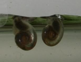 Snails.jpg?t=1251322747