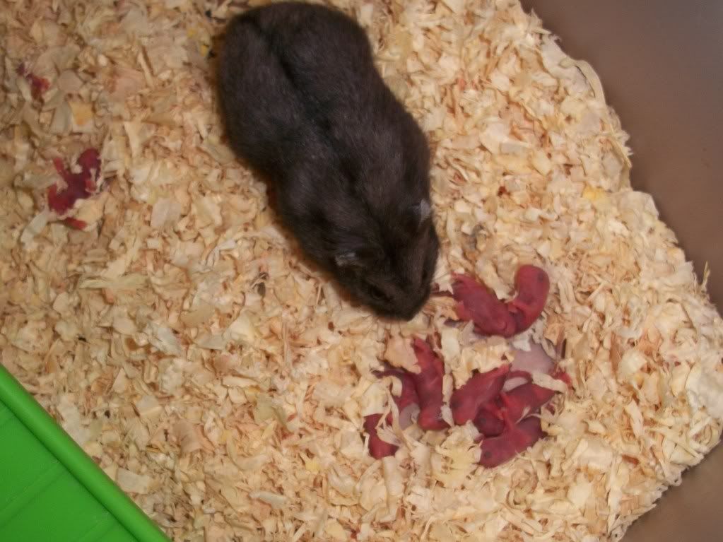 Dwarf Hamster Babies