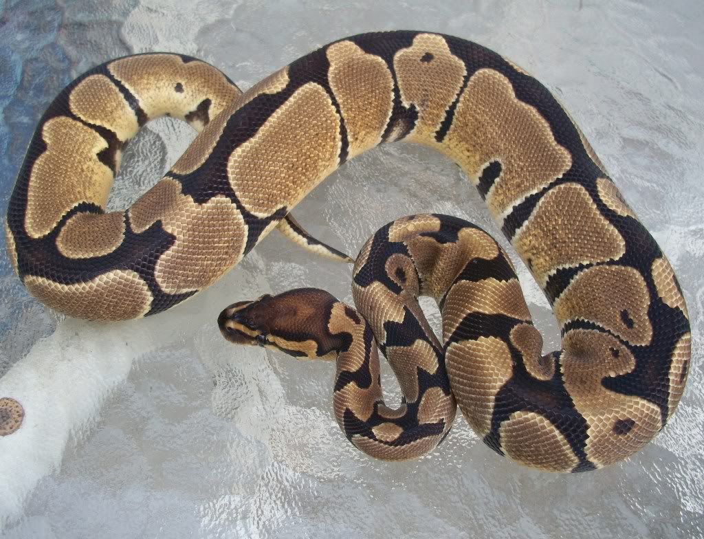 Anya490g.jpg