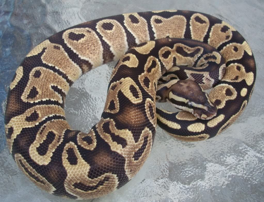 Baird260g.jpg