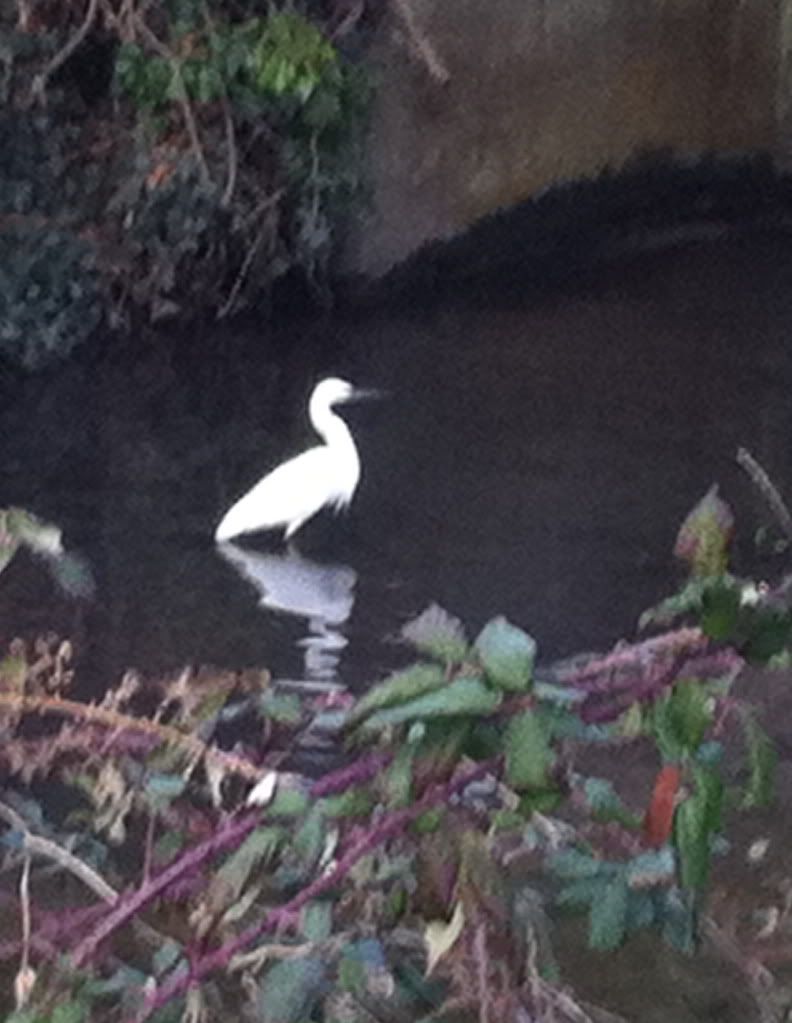 Little Egret, Tiffey 10.03.12