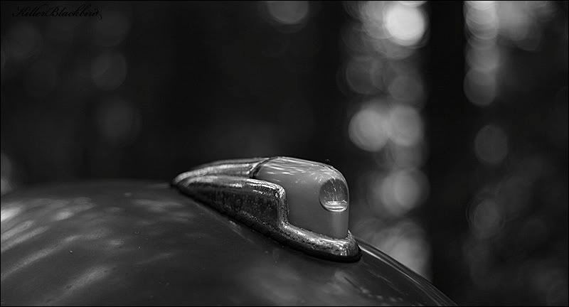 IMAGE: http://i240.photobucket.com/albums/ff80/killerblackbird/04BW.jpg