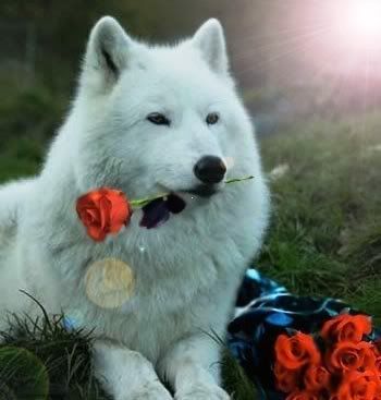 PureLove.jpg wolf with rose image by kw_big_bob