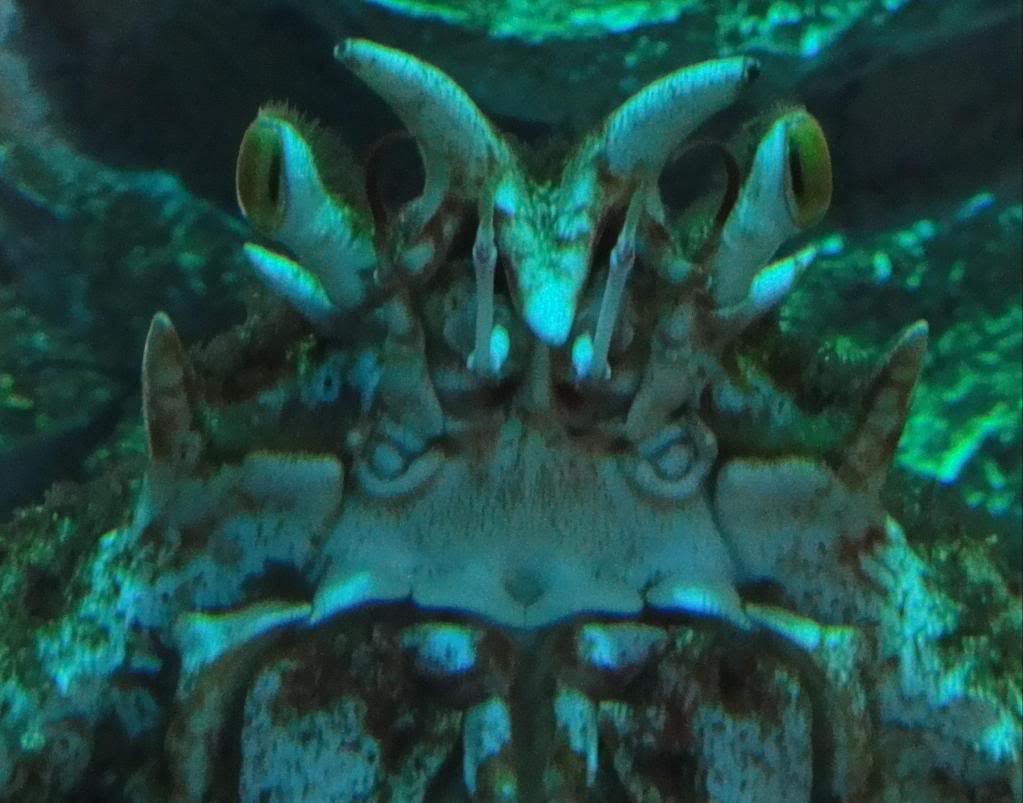 Im A Crab