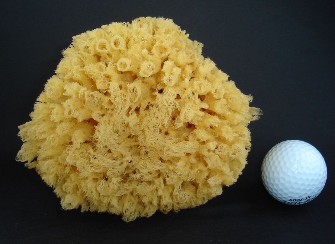 adult bath 6"" 14x40 premium brown uncut greek sea ocean sponge