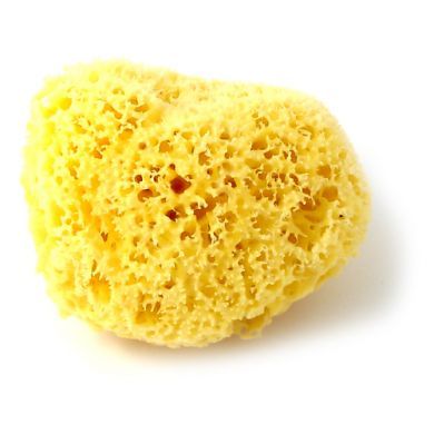 Real Sponge