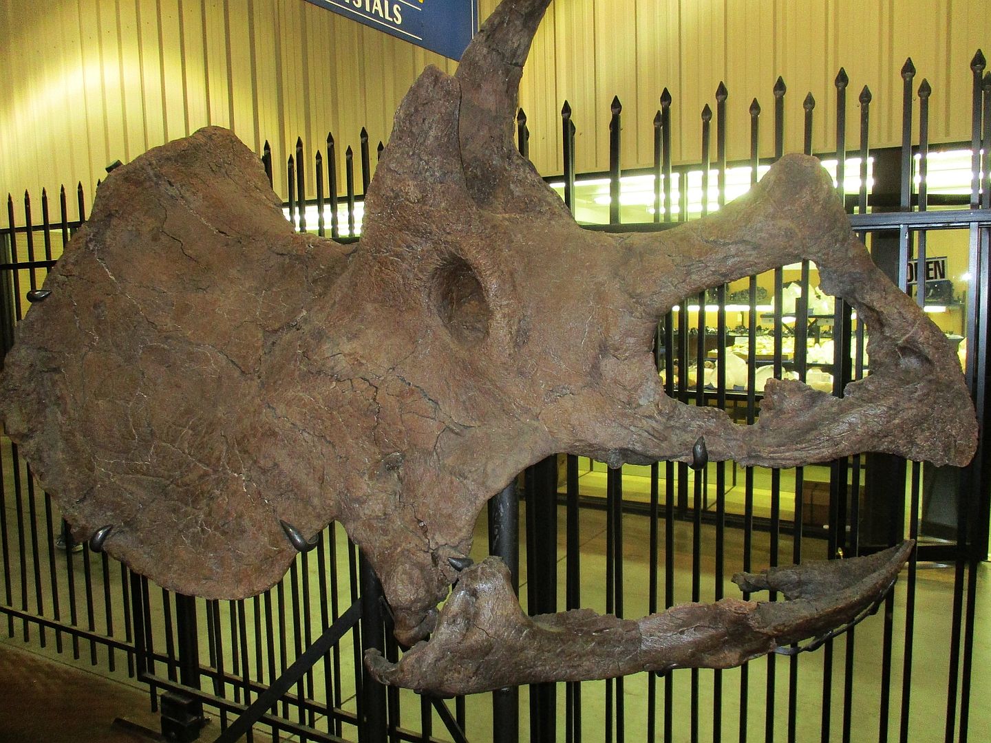Triceratops%20skull%20E_zpsalrsoazs.jpg