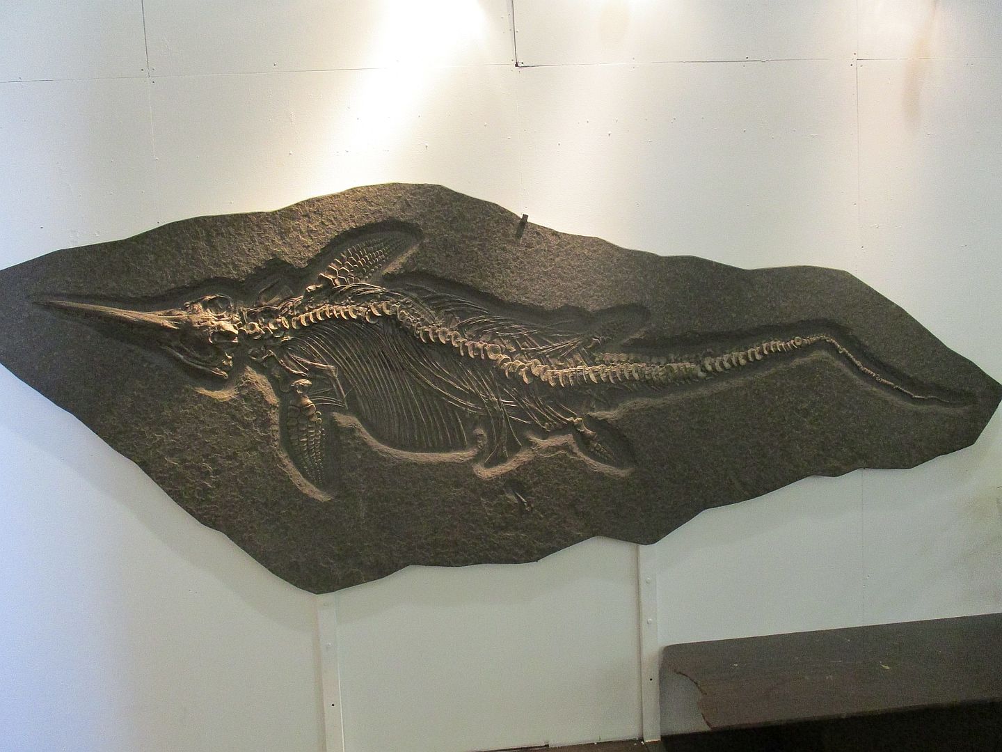 ichthyosaurs%201%20E_zpsufzml1ks.jpg