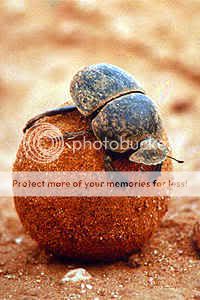 Dung Beetle Pictures, Images and Photos