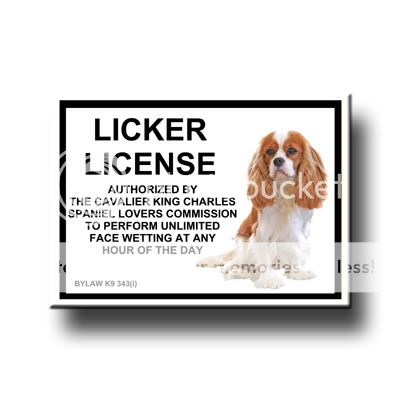 CAVALIER KING CHARLES Licker License FRIDGE MAGNET No 2  