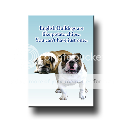 ENGLISH BULLDOG Cant Have Just One FRIDGE MAGNET Dog  