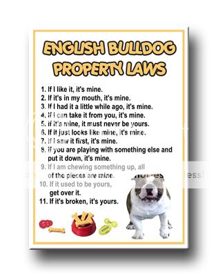 ENGLISH BULLDOG Property Laws FRIDGE MAGNET No 1 DOG  