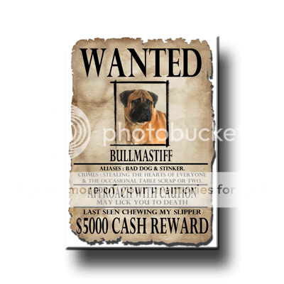 BULLMASTIFF Wanted Poster FRIDGE MAGNET No 1 DOG Funny  