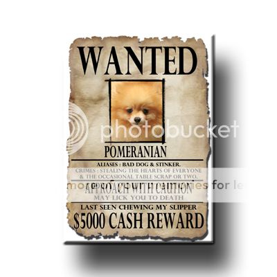 POMERANIAN Wanted Poster FRIDGE MAGNET New DOG Funny  