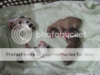 pups at birth